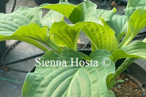 Hosta 'Zita'