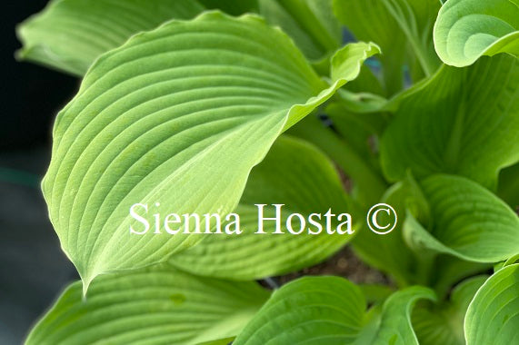 Hosta 'World Cup'