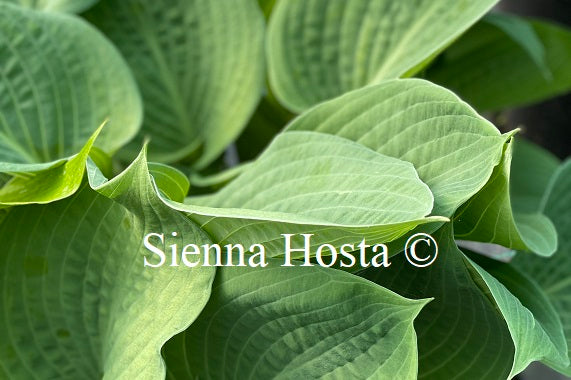 Hosta 'Paradise Ocean' - Sienna Hosta