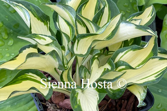 hosta ruffled pole mouse