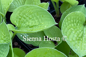 Hosta 'Oriana'