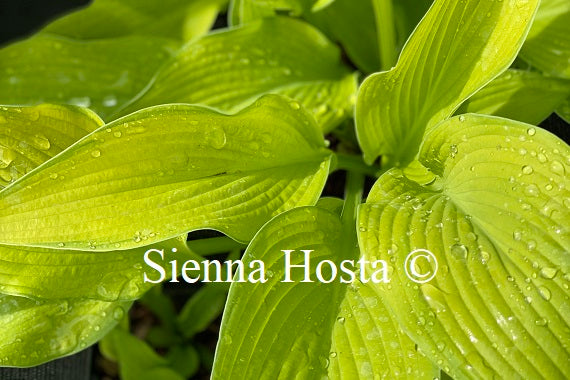 Hosta 'Paradise Power'