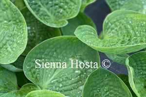 Hosta 'Sugar Snap'