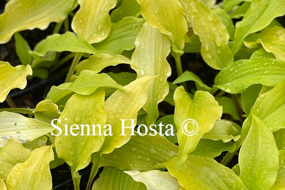 Hosta 'Yellow Waves'