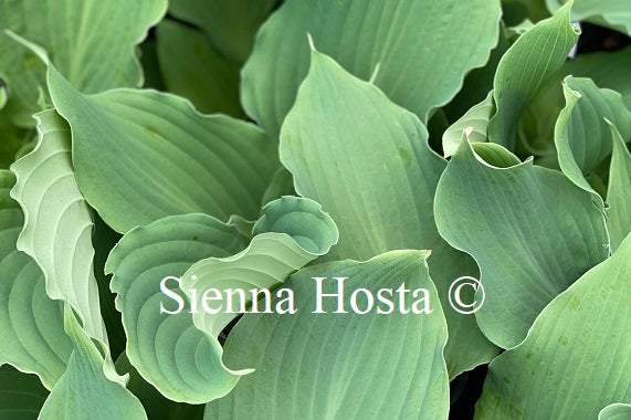 Hosta 'Fleet Week'