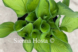 Hosta Whirligig