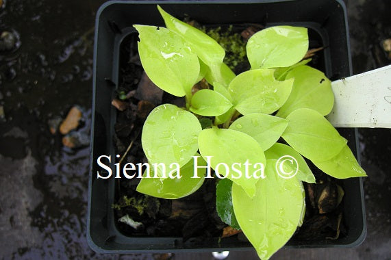 Hosta 'Sunset'